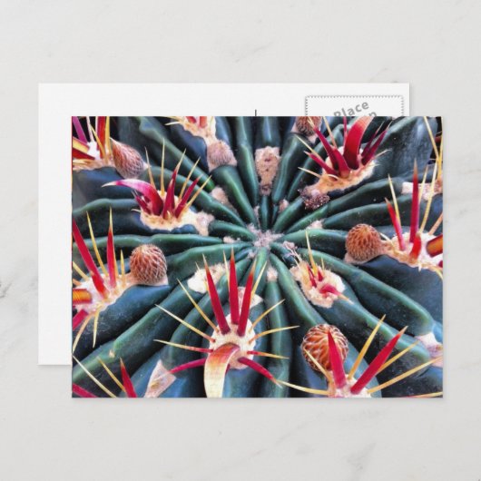 Crazy Cactus Postcard Postkarte (Vorne/Hinten)