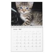 Crazy Cats and Kittens, Kalender (Jan 2027)