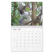 Crazy Cats and Kittens, Kalender (Mär 2027)