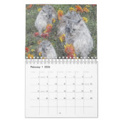 Crazy Cats and Kittens, Kalender (Feb 2026)