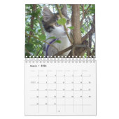 Crazy Cats and Kittens, Kalender (Mär 2026)