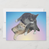 Crazy Cats - Taz und Tito Bandito (Vorderseite)