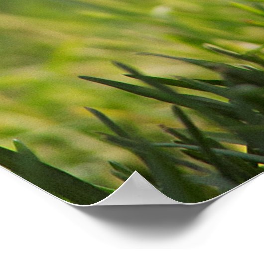 Crazy Chick Funny Poster (Ecke)