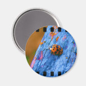 Crazy Color Bug Magnet (Vorderseite/Rückseite)