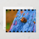 Crazy Color Bug Postkarte (Vorne/Hinten)