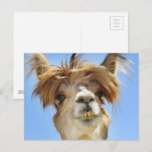 Crazy Hair Alpaca Postkarte (Vorne/Hinten)