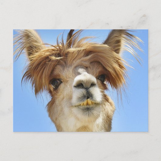 Crazy Hair Alpaca Postkarte (Vorderseite)