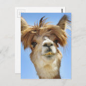 Crazy Hair Alpaca Postkarte (Vorne/Hinten)