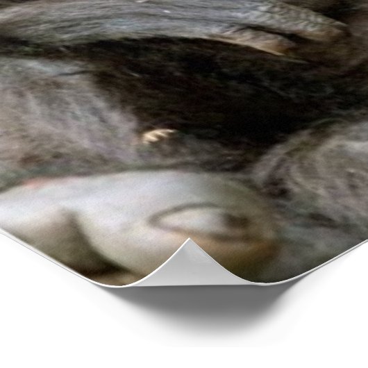 Crazy Hair Monkey zu viel Kaffeepulver Poster (Ecke)