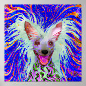 Crazy Happy Chinese Crested Art Portrait Poster (Vorne)