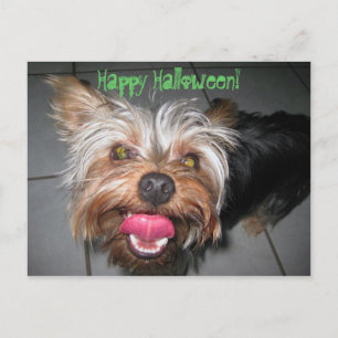 Crazy Jasper ~ Postcard Postkarte