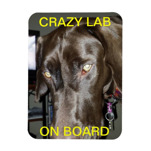 Crazy Labrador auf Board Magnet (Vertikal)