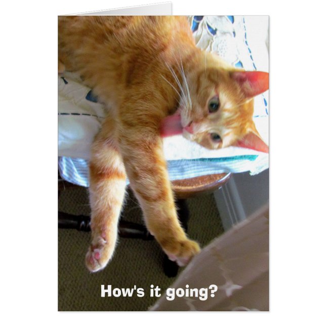 Crazy Orange Cat Card (Vorne)