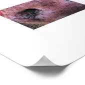 Crazy Pig Poster (Ecke)