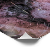 Crazy Pig Poster (Ecke)