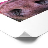 Crazy Pig Poster (Ecke)