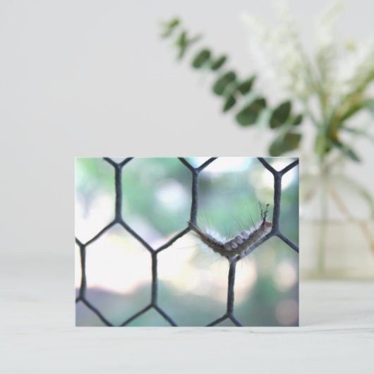 Crazy Raupe Postkarte (Stehend Vorderseite)