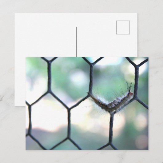 Crazy Raupe Postkarte (Vorne/Hinten)