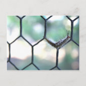 Crazy Raupe Postkarte (Vorderseite)