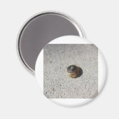 Crazy Snail Magnet (Vorderseite/Rückseite)