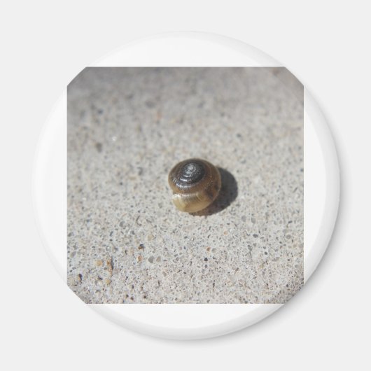 Crazy Snail Magnet (Vorne)