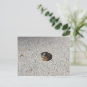 Crazy Snail Postkarte (Stehend Vorderseite)
