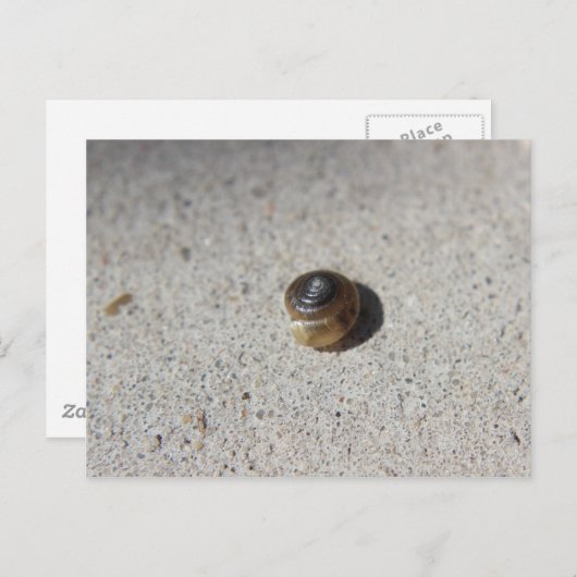 Crazy Snail Postkarte (Vorne/Hinten)