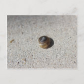 Crazy Snail Postkarte (Vorderseite)