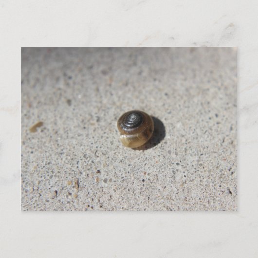 Crazy Snail Postkarte (Vorderseite)