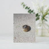 Crazy Snail Postkarte (Stehend Vorderseite)