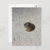 Crazy Snail Postkarte (Vorne/Hinten)