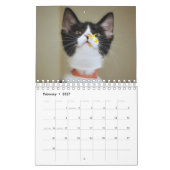 Crazy über Cats 2023 Wandkalender (Feb 2027)