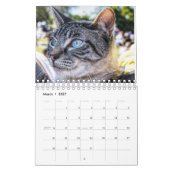 Crazy über Cats 2023 Wandkalender (Mär 2027)