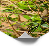 Crazy Water Buffalo Poster (Ecke)