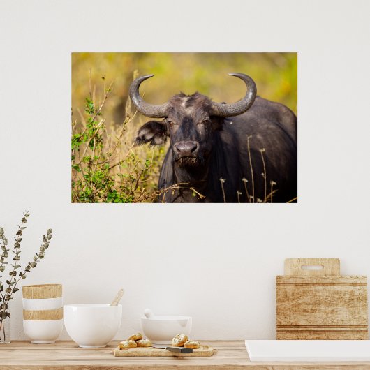 Crazy Water Buffalo Poster (Küche)