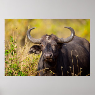 Crazy Water Buffalo Poster