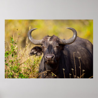 Crazy Water Buffalo Poster