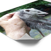 Crazzzy Opossum Poster (Ecke)