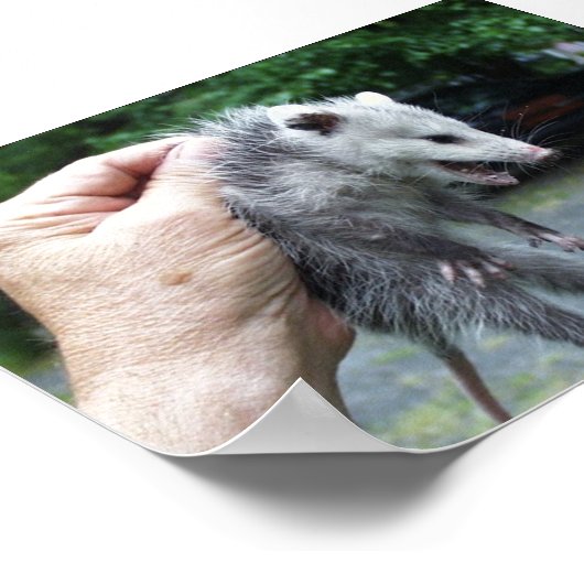 Crazzzy Opossum Poster (Ecke)