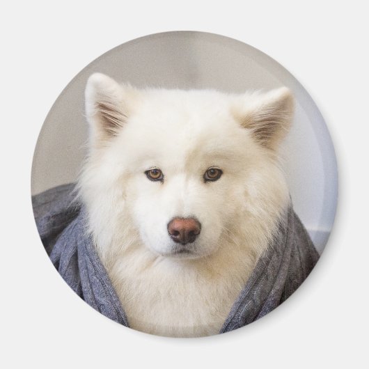 CRB Magnet - Gemütlicher Bär (Vorne)