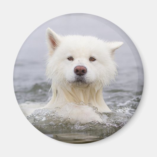 CRB Magnet - Polarbär (Vorne)