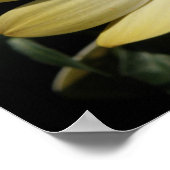 Cream African Rain Daisy Poster (Ecke)