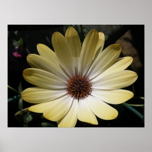 Cream African Rain Daisy Poster (Vorne)