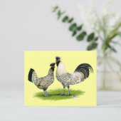 Cream Brabanter Chickens Postkarte (Stehend Vorderseite)