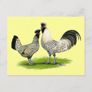 Cream Brabanter Chickens Postkarte