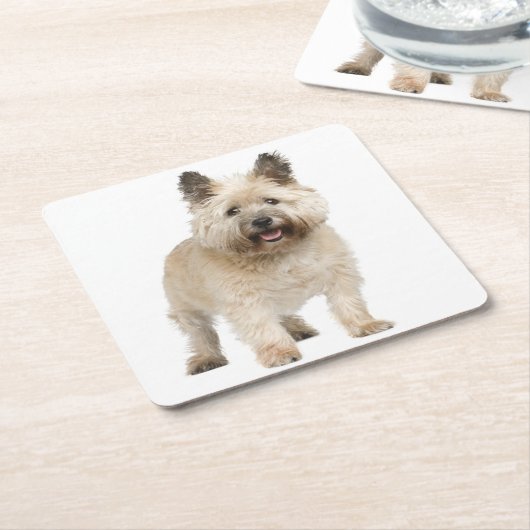 Cream Cairn Terrier Puppy Dog Liebe Rechteckiger Pappuntersetzer (angewinkelt)