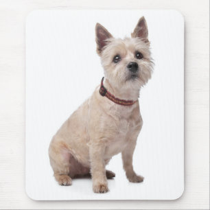 Cream Cairn Terrier Welpen-Hundeliebe-Mauspad Mousepad