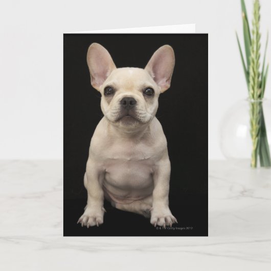 Cream colored French Bulldog Puppy Karte (Vorderseite)