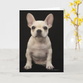 Cream colored French Bulldog Puppy Karte (Gelbe Blume)