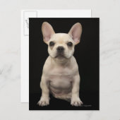 Cream colored French Bulldog Puppy Postkarte (Vorne/Hinten)